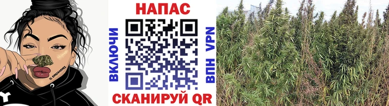 Купить закладку БУТИРАТ  Cocaine  МЕФ  Конопля  НБОМе  ГАШ  Кирсанов