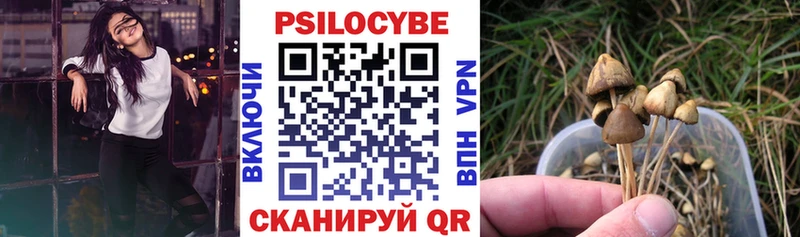 Купить где  Кирсанов  Псилоцибиновые грибы Psilocybe 